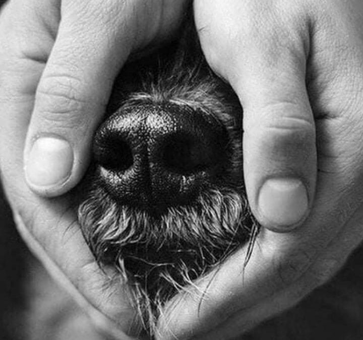 Derechos, bienestar y responsabilidad: una mirada desde los Cuidados Paliativos Veterinarios