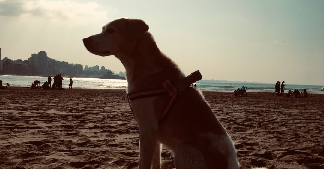 Caso de Luna: Una historia de cuidado, escucha y acompañamiento hasta el final.