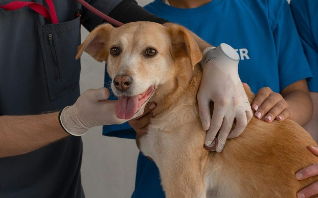 La creación de la Asociación Nacional de Cuidados Paliativos Veterinarios y el avance de los cuidados paliativos veterinarios en Brasil
