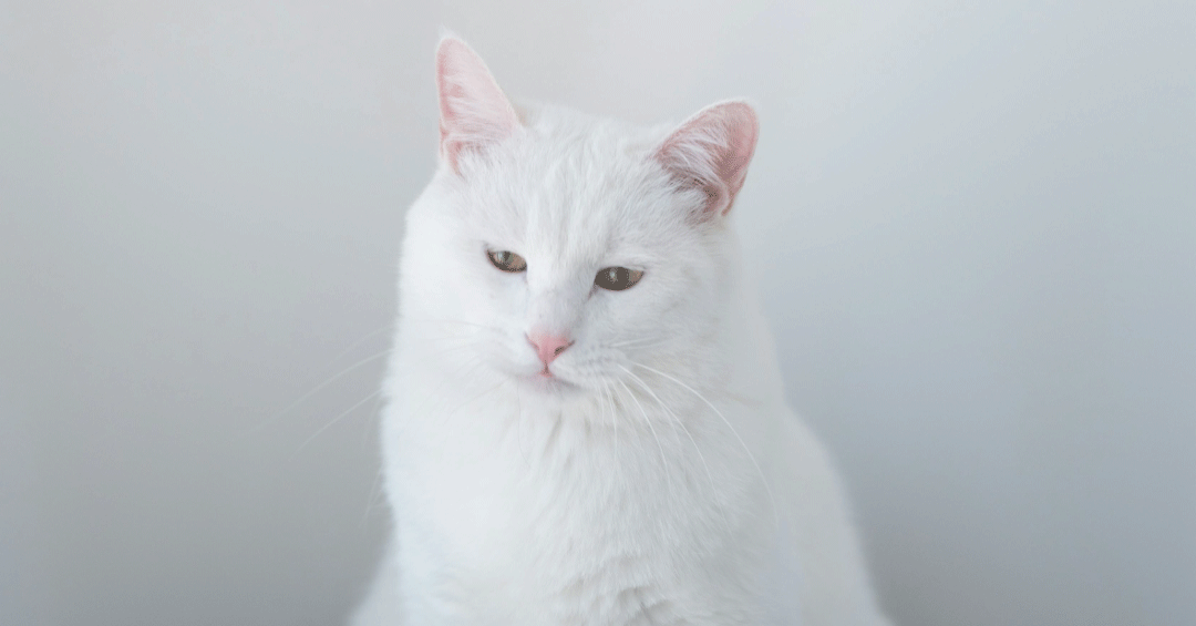 Día Internacional del Gato: Seres sintientes, dolor silencioso y el desafío ético del cuidado paliativo felino