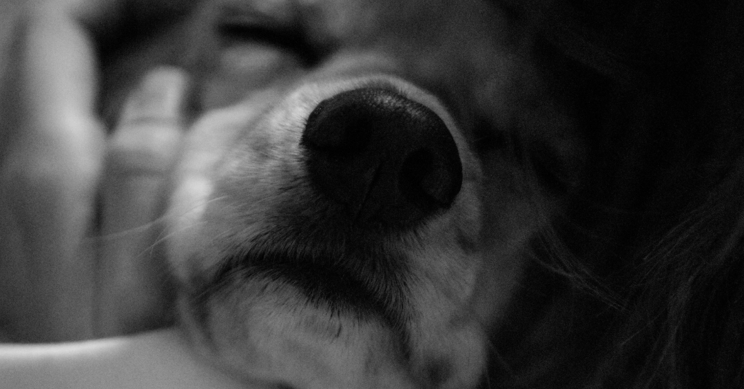 Cuidados paliativos veterinarios: una forma distinta de entender el cuidado