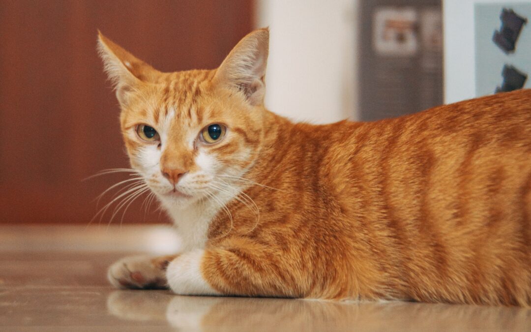 ¿Qué entendemos hoy por calidad de vida en un gato? La mirada de los cuidados paliativos veterinarios